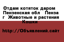 Отдам котяток даром - Пензенская обл., Пенза г. Животные и растения » Кошки   